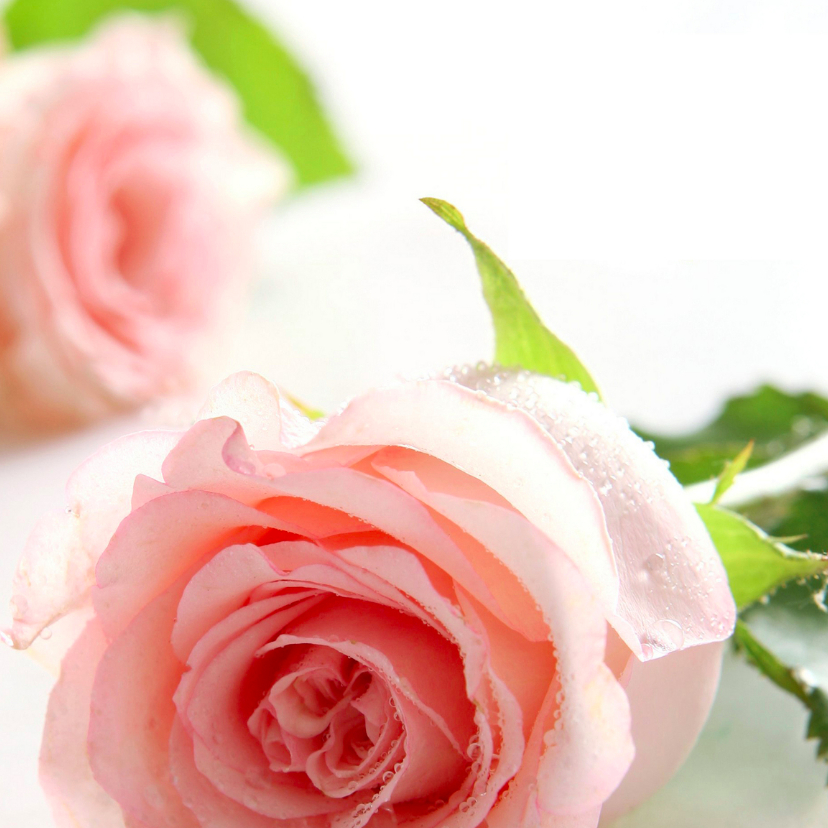 Romantische roze rozen - Wenskaarten Wenskaarten - Romantische roze rozen