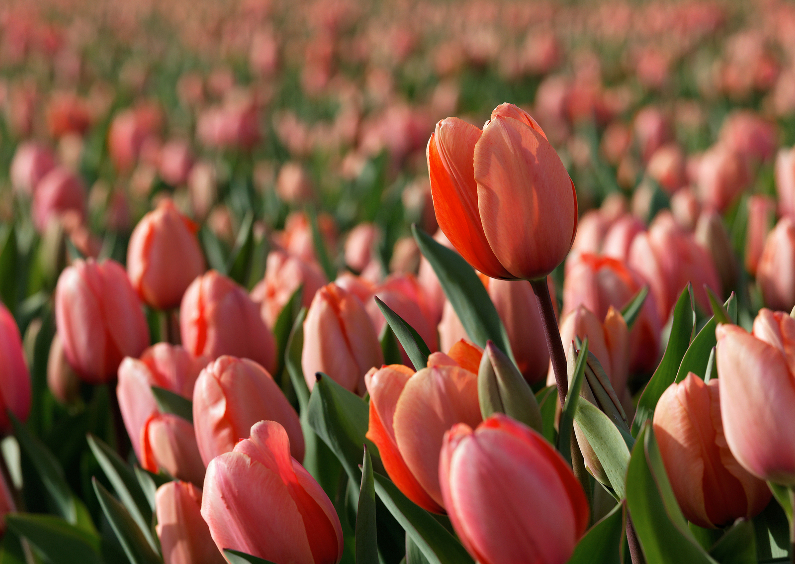 Wenskaarten - Rood roze tulp in tulpenveld OT