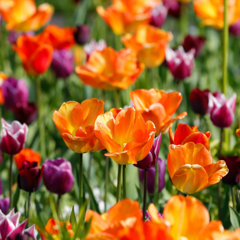 Wenskaarten - Tulpenveld oranje paars OT