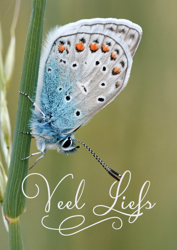 Wenskaarten - Veel liefs met vlinder