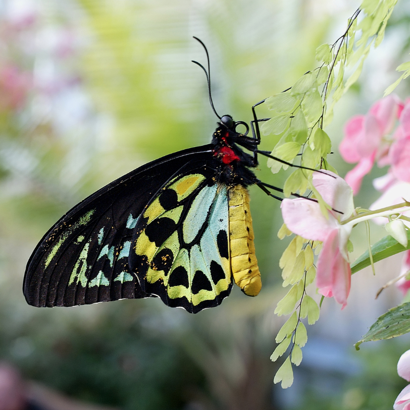 Wenskaarten - Vlinder geel zwart