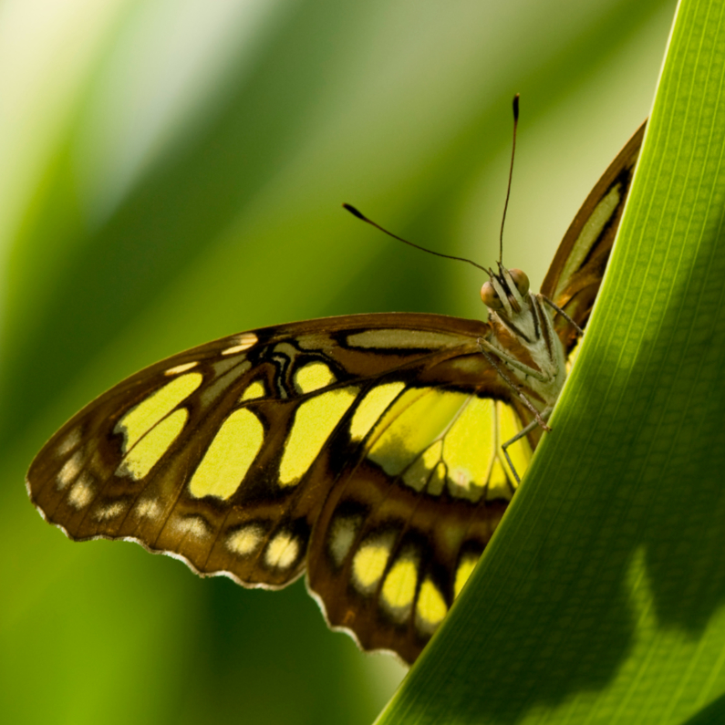 Wenskaarten - Vlinder kijkt je aan vanachter een blad