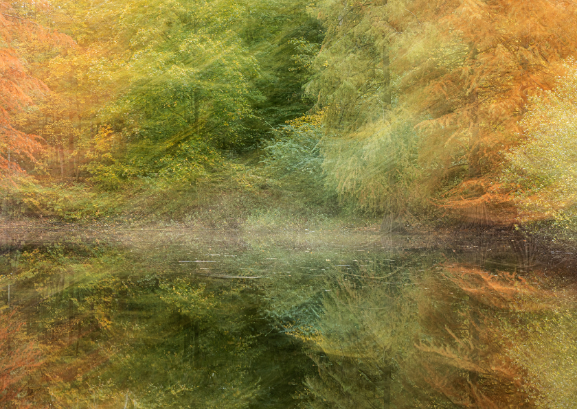 Wenskaarten - Wenskaart bewegend herfstbos