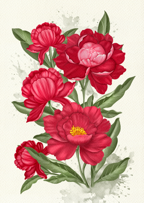 Wenskaarten - Wenskaart donkerode pioenrozen