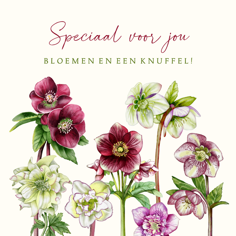 Wenskaarten - Wenskaart helleborusbloemen