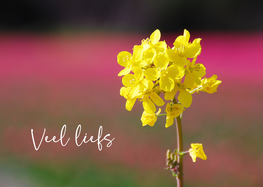 Wenskaarten - Wenskaart koolzaad in roze tulpenveld veel liefs