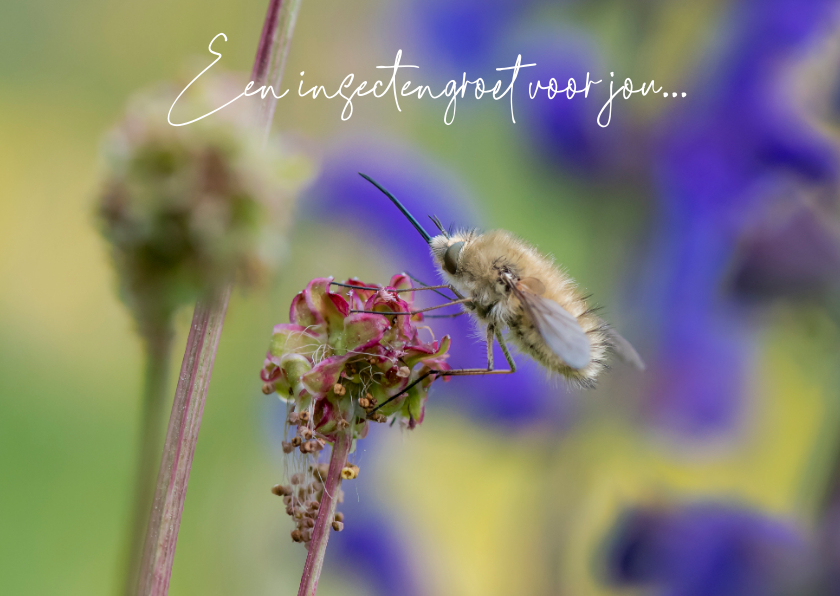 Wenskaarten - Wenskaart met een mooi insect en fleurige achtergrond