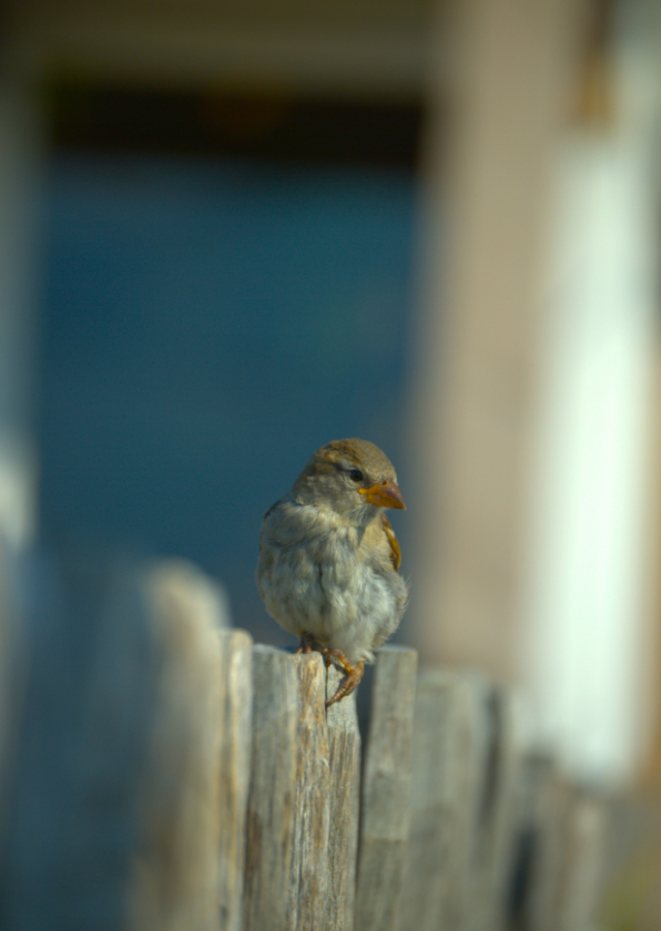 Wenskaart musje fotokaart - Wenskaarten Wenskaarten - Wenskaart musje fotokaart