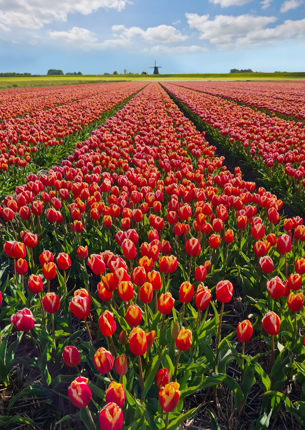 Wenskaarten - Wenskaart vriendschap tulpenveld met molen