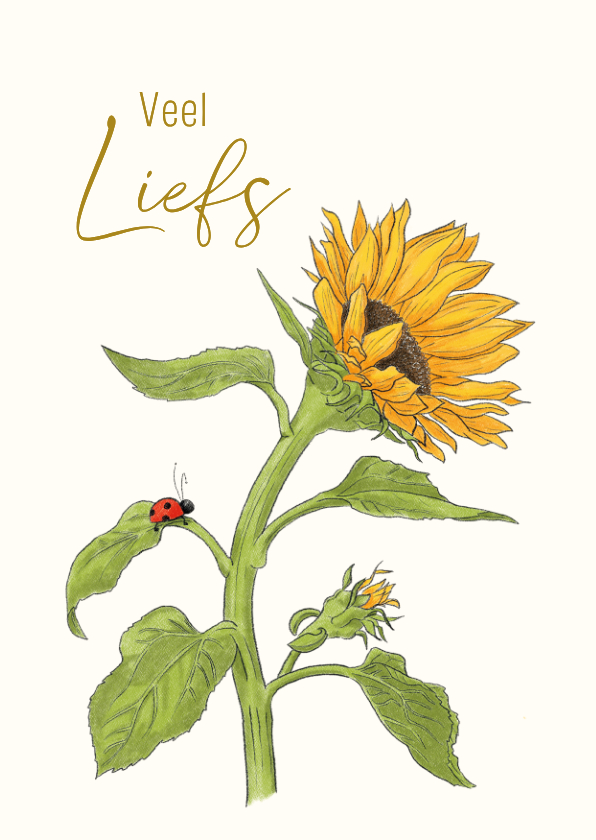Wenskaart zonnebloem met lieveheersbeestje - Wenskaarten Wenskaarten - Wenskaart zonnebloem met lieveheersbeestje