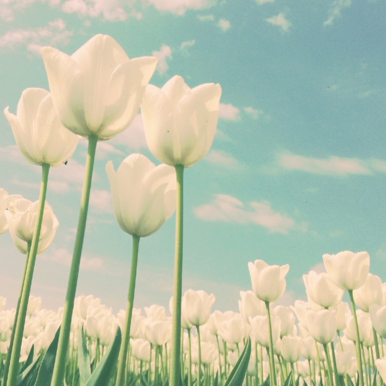 Wenskaarten - Witte tulpen voor moeder