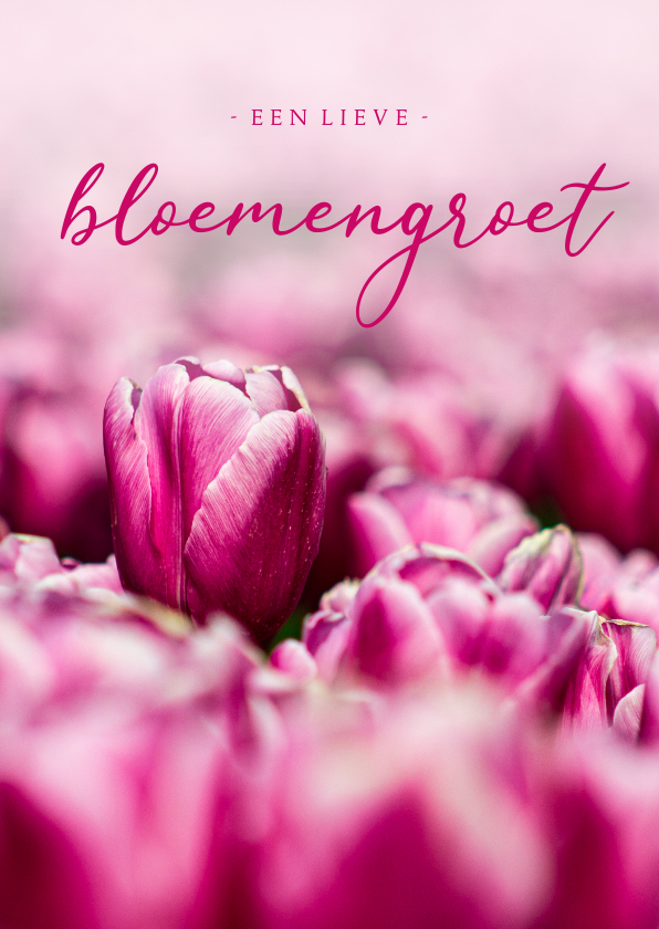 Wenskaarten - Zomaar kaart roze tulpen een lieve bloemengroet