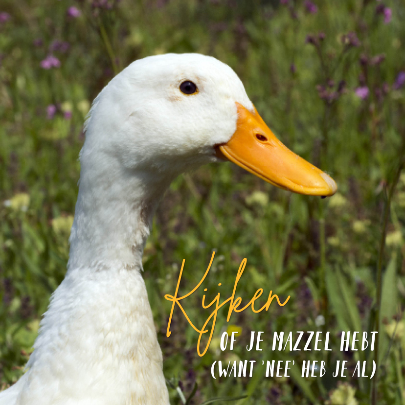 Dierenkaart witte eend hoopt op mazzel - Zomaar kaarten Zomaar kaarten - Dierenkaart witte eend hoopt op mazzel