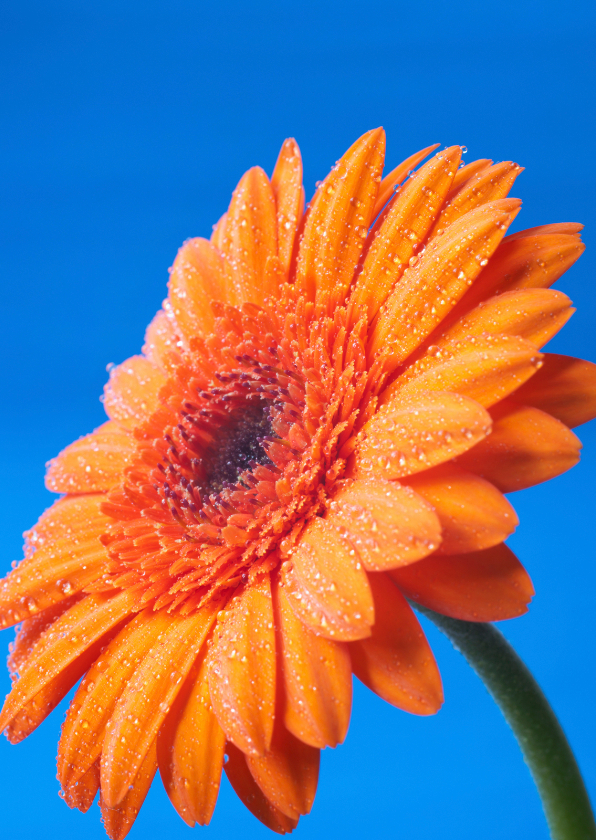 Gerbera I - Zomaar kaarten Zomaar kaarten - Gerbera I