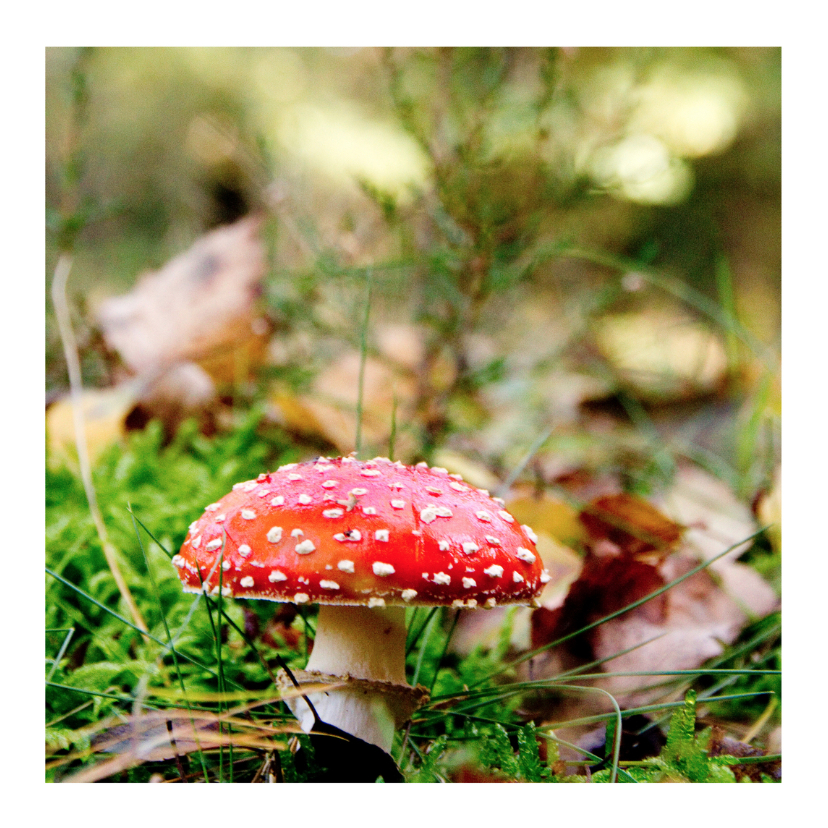 Herfst paddestoel - Zomaar kaarten Zomaar kaarten - Herfst paddestoel