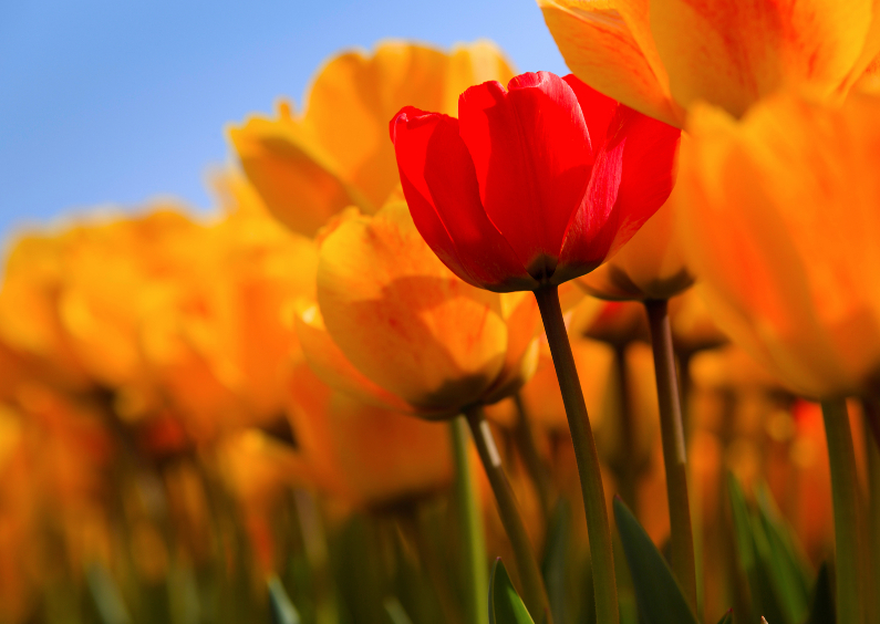 Hollandse tulpen in volle bloei - Zomaar kaarten Zomaar kaarten - Hollandse tulpen in volle bloei