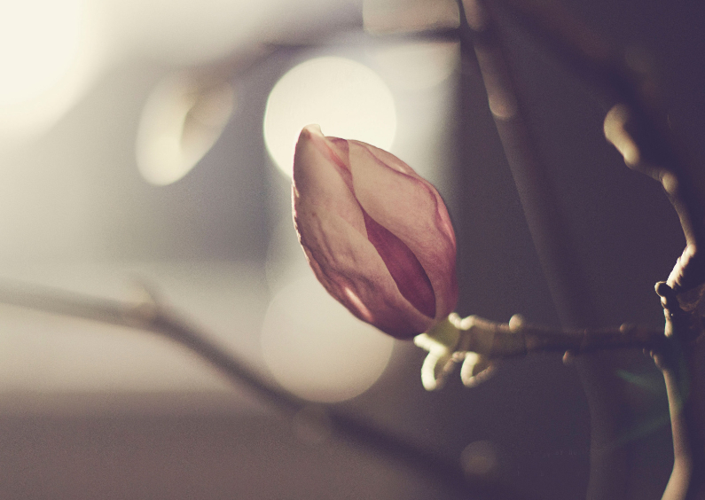 Kaart Magnolia - Zomaar kaarten Zomaar kaarten - Kaart Magnolia
