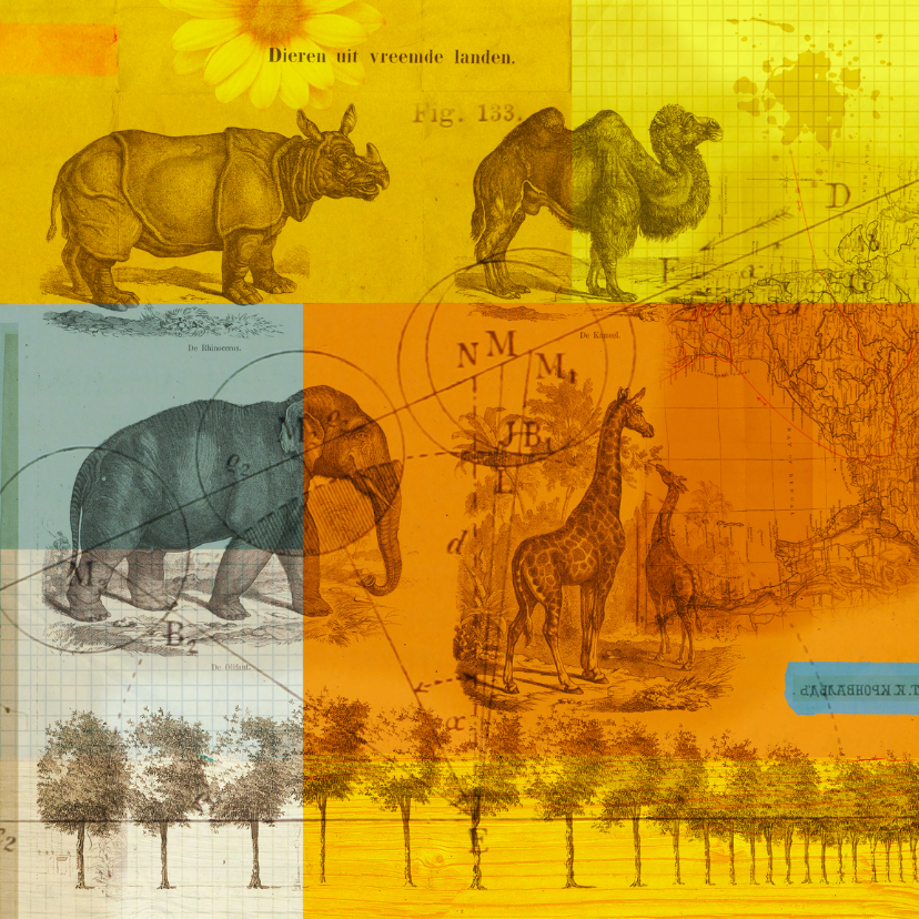 Kunstkaart wilde dieren-HR - Zomaar kaarten Zomaar kaarten - Kunstkaart wilde dieren-HR