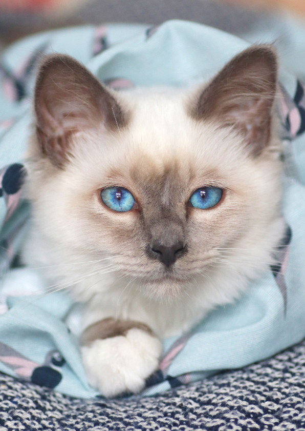 Lieve kaart met witte kitten en blauwe ogen - Zomaar kaarten Zomaar kaarten - Lieve kaart met witte kitten en blauwe ogen