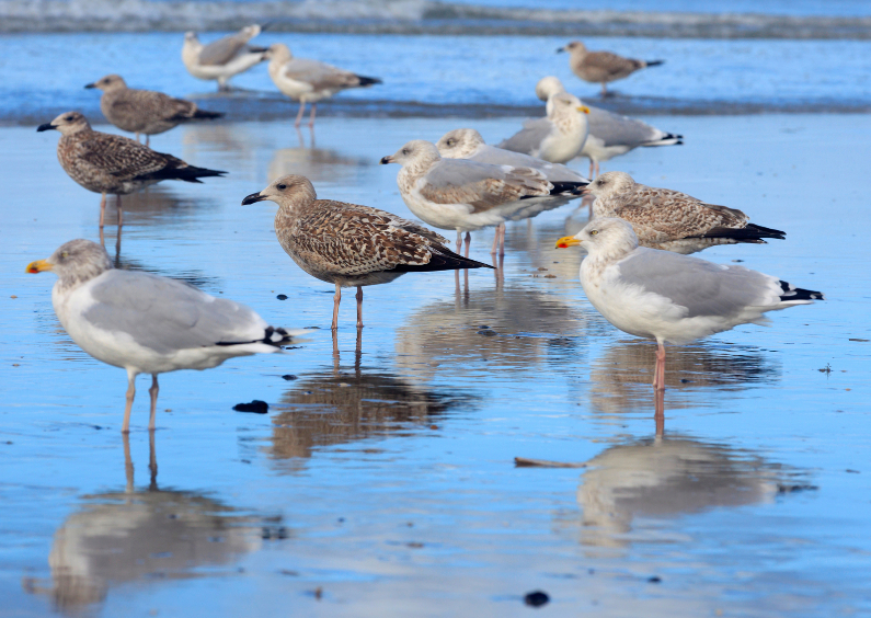 Meeuwen aan zee - Zomaar kaarten Zomaar kaarten - Meeuwen aan zee
