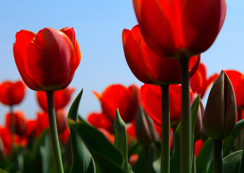 Rode tulpen in bloei - Zomaar kaarten Zomaar kaarten - Rode tulpen in bloei