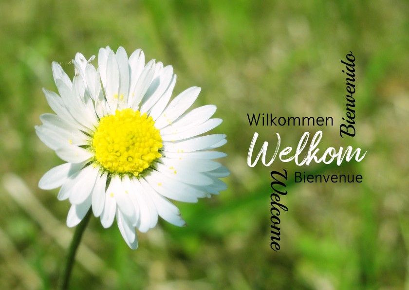 Welkom in meerdere talen - Zomaar kaarten Zomaar kaarten - Welkom in meerdere talen