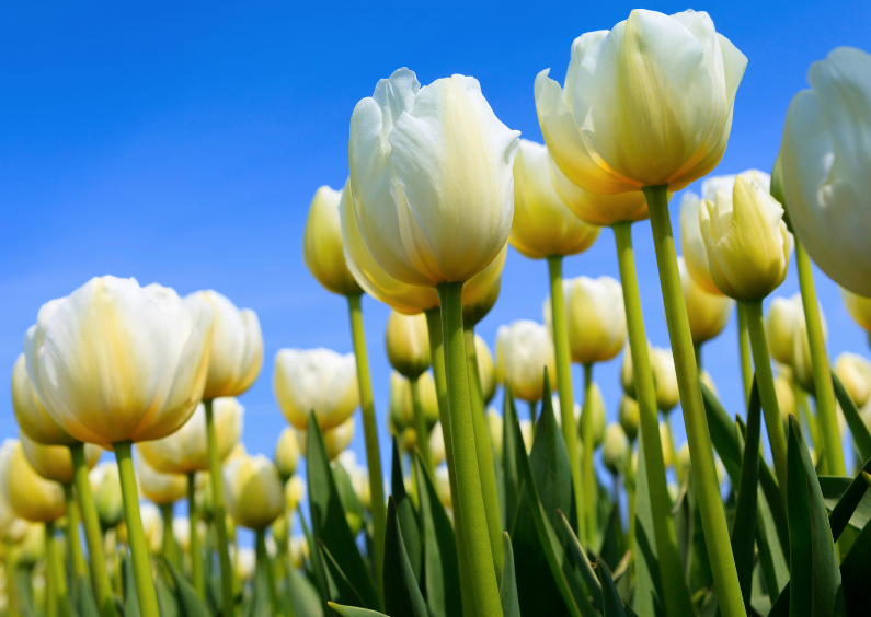 Witte Hollandse tulpen - Zomaar kaarten Zomaar kaarten - Witte Hollandse tulpen