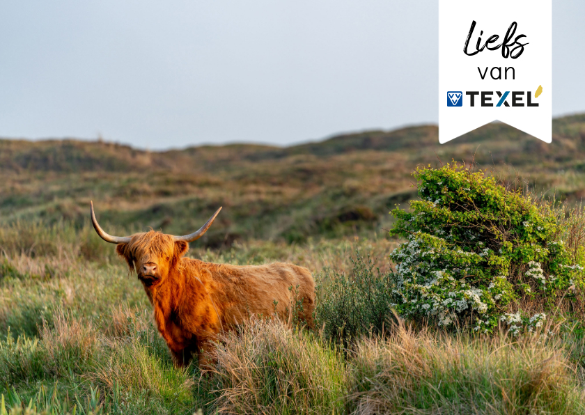 Zomaar kaart schotse hooglander met groetjes vanaf Texel - Zomaar kaarten Zomaar kaarten - Zomaar kaart schotse hooglander met groetjes vanaf Texel