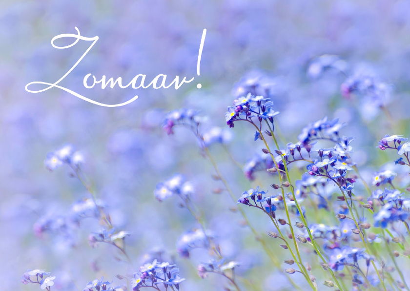 Zomaar kaart veld bloemen - Zomaar kaarten Zomaar kaarten - Zomaar kaart veld bloemen