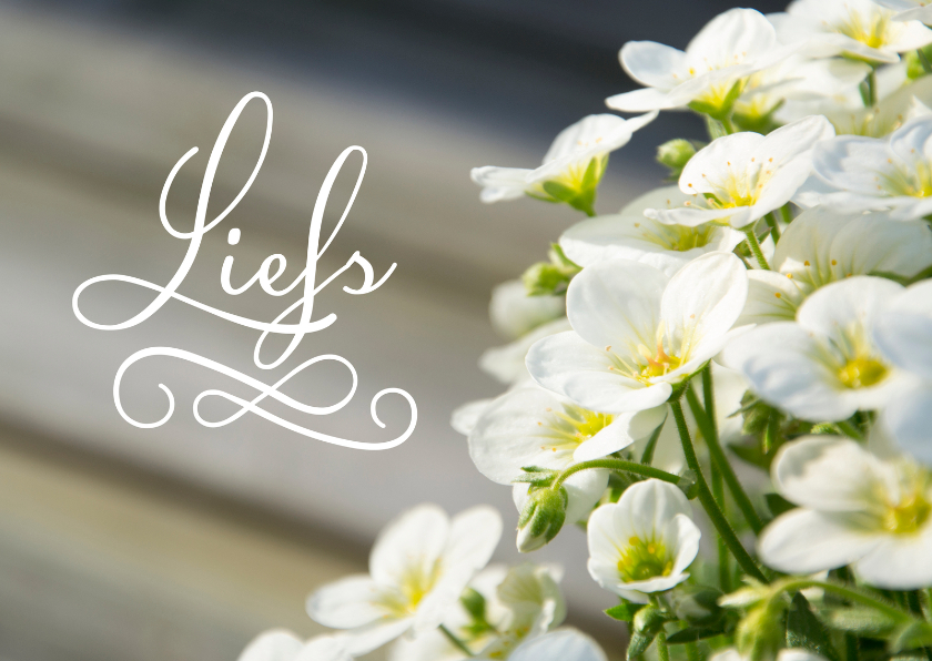 Zomaar liefs bloemen - Zomaar kaarten Zomaar kaarten - Zomaar liefs bloemen