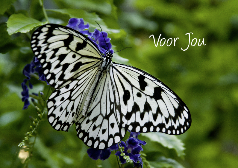 Zomaar voor jou met vlinder - Zomaar kaarten Zomaar kaarten - Zomaar voor jou met vlinder