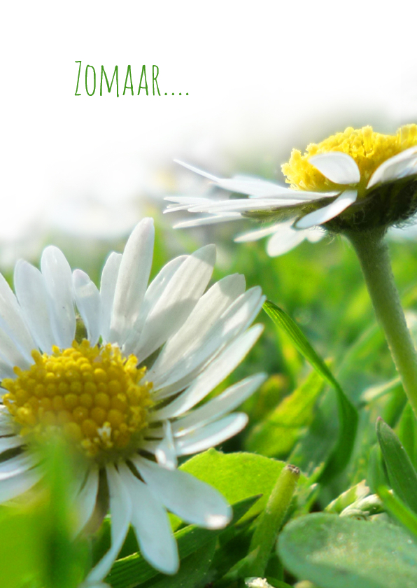 Zomaar zonnig Margrietje - Zomaar kaarten Zomaar kaarten - Zomaar zonnig Margrietje